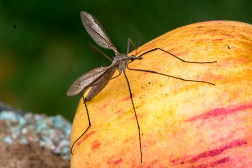 Tipula paludosa